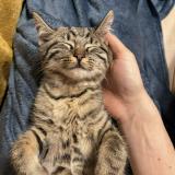 Picture of cat lost at Villers Le Bouillet