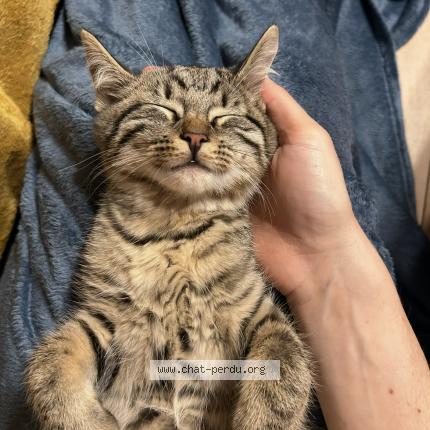 Photo 1/1 Cat reunited Lost in Villers le bouillet