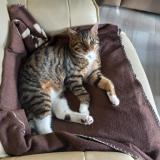 Picture of cat lost at La Neuville Chant D Oisel