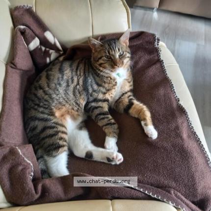 Photo 1/1 Moussa Chat lost in La neuville chant d oisel