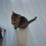 Picture of cat lost at Saint Macaire En Mauges