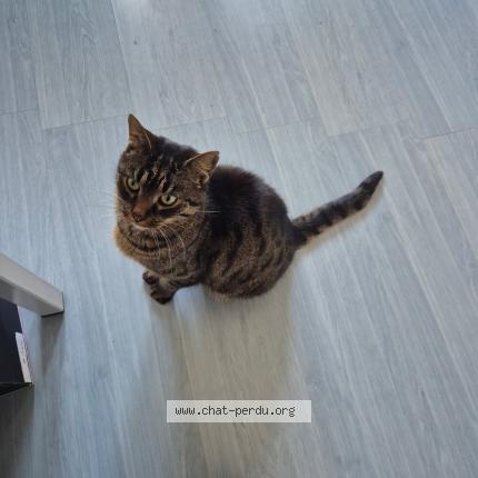 Photo 1/1 Geiko Chat lost in Saint macaire en mauges