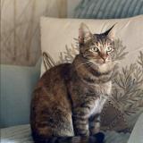 Picture of cat lost at Rosny Sous Bois