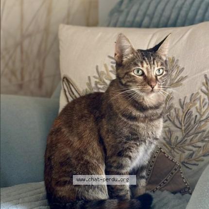 Photo 1/1 Violette Chat lost in Rosny sous bois