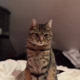 Picture of cat lost at Le Genest Saint Isle