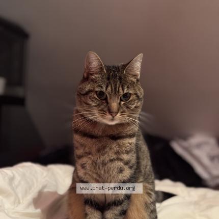 Photo 1/1 Yuko Chat lost in Le genest saint isle