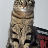 Picture of cat lost at Issy Les Moulineaux