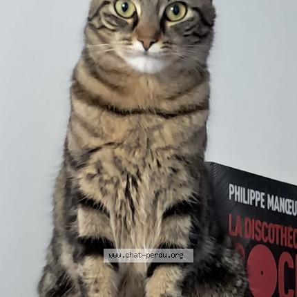 Photo 1/1 Yuma Chat lost in Issy les moulineaux