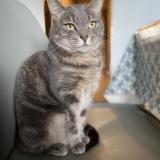 Picture of cat lost at Amiens