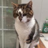 Picture of cat lost at Tours