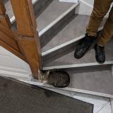 Picture of cat found at Lille