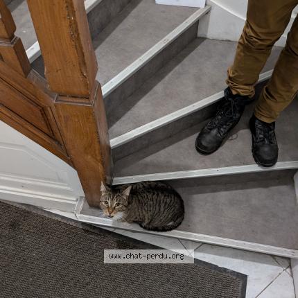 Photo 1/1 Found cat Found in Lille