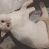 Picture of cat lost at Le Havre