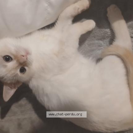 Photo 1/1 Medina Chat lost in Le havre