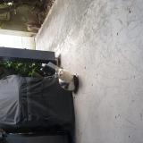 Picture of cat found at Balma