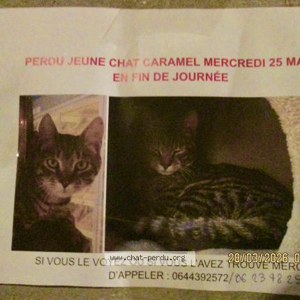 Photo 1/1 CARAMEL Chat lost in Paris