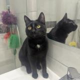 Picture of cat found at Lyon