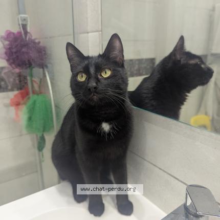 Photo 1/1 Found cat Found in Lyon