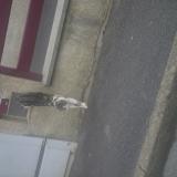 Picture of cat lost at Crepy En Valois