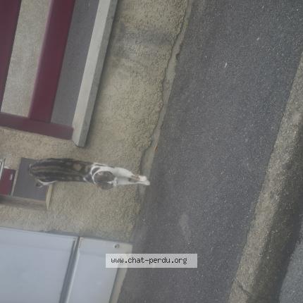 Photo 1/1 Rusek Renaud Chat lost in Crepy en valois