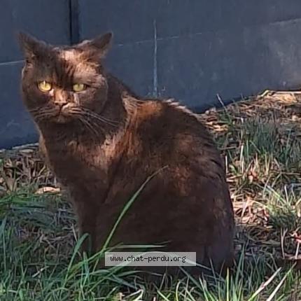 Photo 1/1 Ozaly Chat lost in Pont saint martin