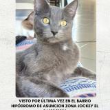 Picture of cat lost at Asuncion