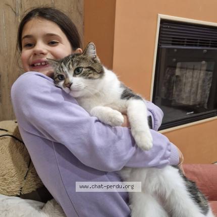 Photo 1/1 Gribouille Chat lost in Meurchin