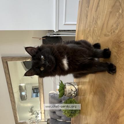 Photo 1/1 Cherry Cat lost in Laval