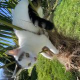 Picture of cat lost at Rennes