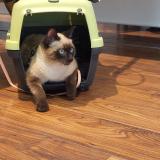 Picture of cat lost at Grasse