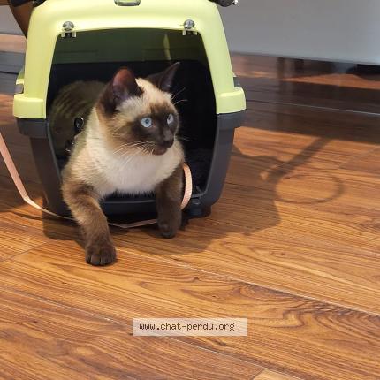 Photo 1/1 Chaussette Chat lost in Grasse