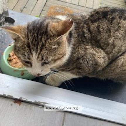 Photo 1/1 Found cat Found in Beaumont sur oise