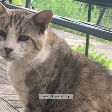 Photo 2/5 Found cat Found in Beaumont sur oise