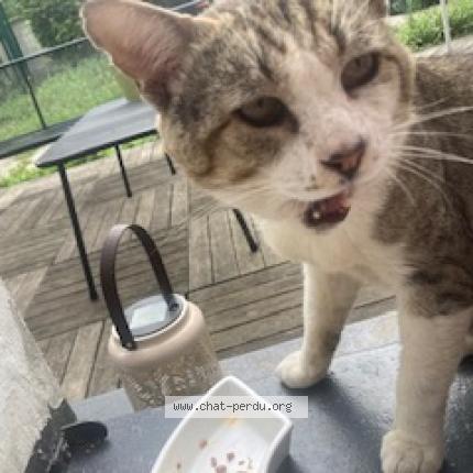 Photo 3/5 Found cat Found in Beaumont sur oise