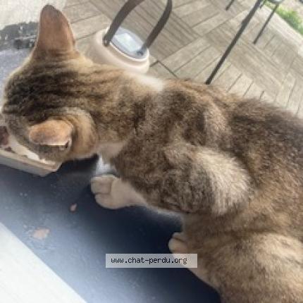 Photo 4/5 Found cat Found in Beaumont sur oise