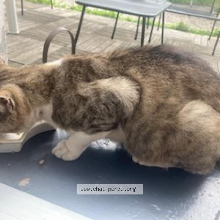 Photo 5/5 Found cat Found in Beaumont sur oise