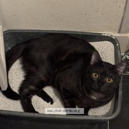 Photo 1/1 Gyu Chat lost in Saint jean le blanc