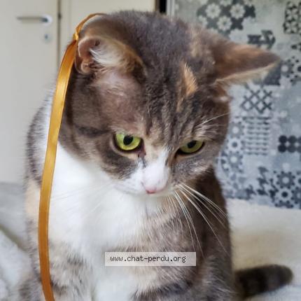 Photo 1/1 Tyma Chat lost in Arradon