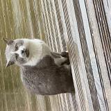 Picture of cat found at Belfort