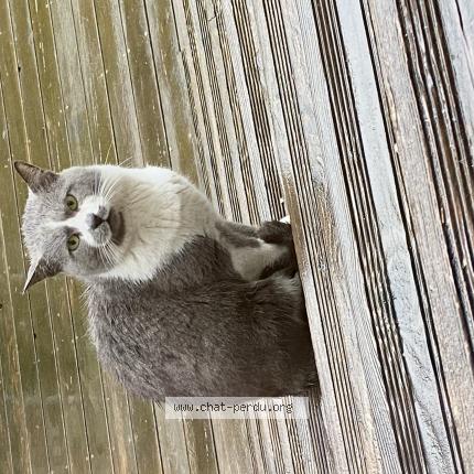 Photo 1/1 Found cat Found in Belfort