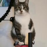 Picture of cat lost at Lormont