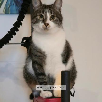 Photo 1/1 Tuti Chat lost in Lormont