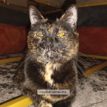 Photo 1/1 Pascal Fanguin Chat lost in Clermont ferrand