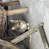 Picture of cat found at Le Cres