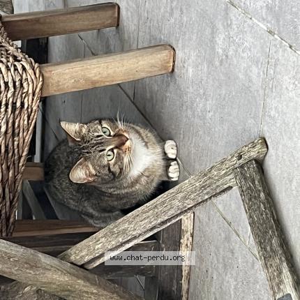 Photo 1/1 Found cat Found in Le cres