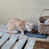 Picture of cat found at Capbreton