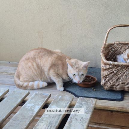 Photo 1/1 Found cat Found in Capbreton