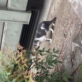 Picture of cat found at Levallois