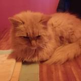 Picture of cat lost at Coutisse