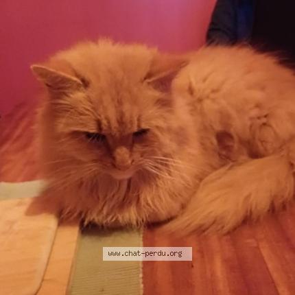 Photo 1/1 Cookie Chat lost in Coutisse